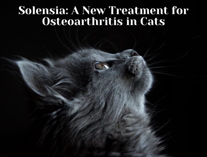 Solensia: A New Treatment for Osteoarthritis in Cats