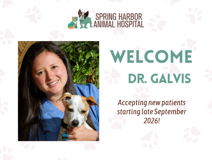 Welcome Dr. Galvis to Spring Harbor Animal Hospital!